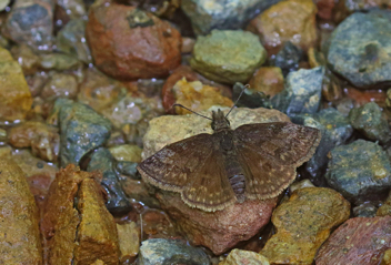 Dreamy Duskywing